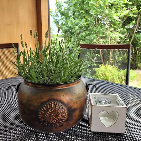 I Goscinne A A Malinowscy 斯蒂格纳